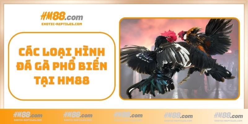 Các loại hình đá gà phổ biến tại HM88