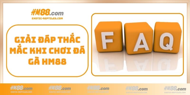 Giải đáp thắc mắc khi chơi đá gà HM88