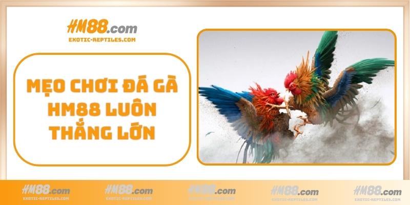 Mẹo chơi đá gà HM88 luôn thắng lớn