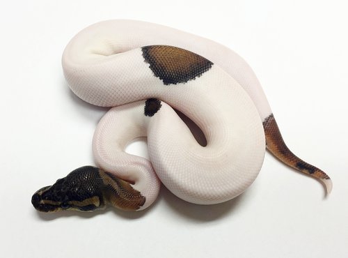 pastel piebald ball python