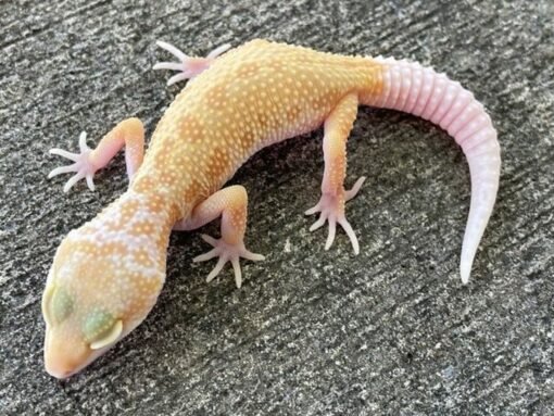 Leucistic Leopard gecko