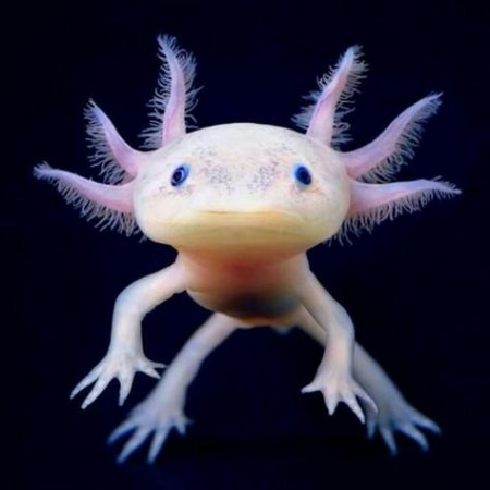 axolotl for sale