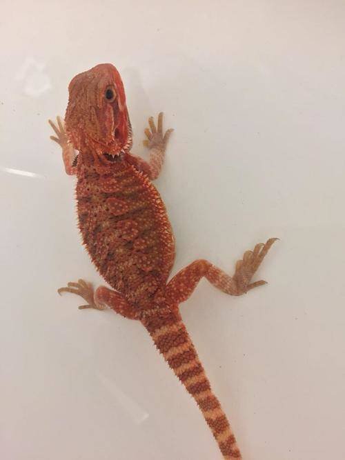 Baby Black and Red Translucent Bearded Dragons for sale