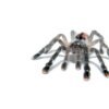tarantulas for sale