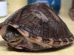 razorback musk turtle care