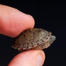 razorback musk turtle care