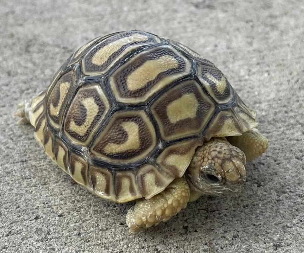 Leopard Tortoise For Sale 