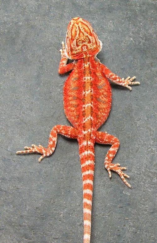 red bearded dragon lizard