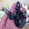 blood python for sale