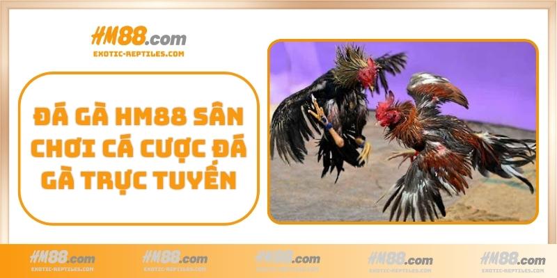 Đá gà HM88 sân chơi cá cược đá gà trực tuyến